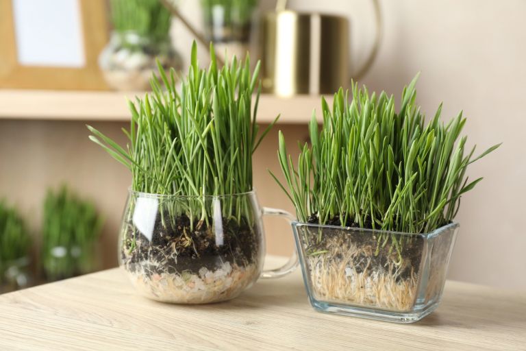 bozicna-psenica, dekor-prazniki