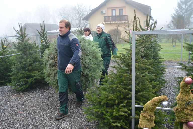 kavkaske-jelke, grmsek-radanovic