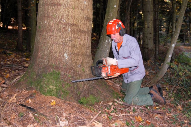 najskrbnejsi-lastniki-gozdov