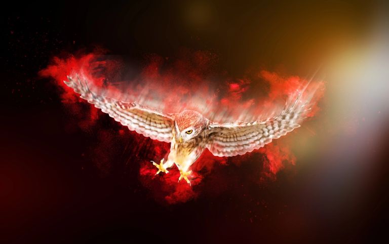 pirotehnika-in-zivali, pirotehnika