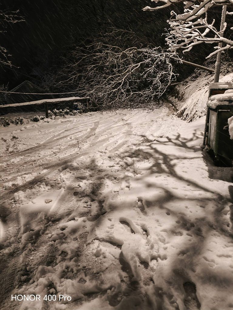 Podrto drevo na relaciji Gabrje Kandija.