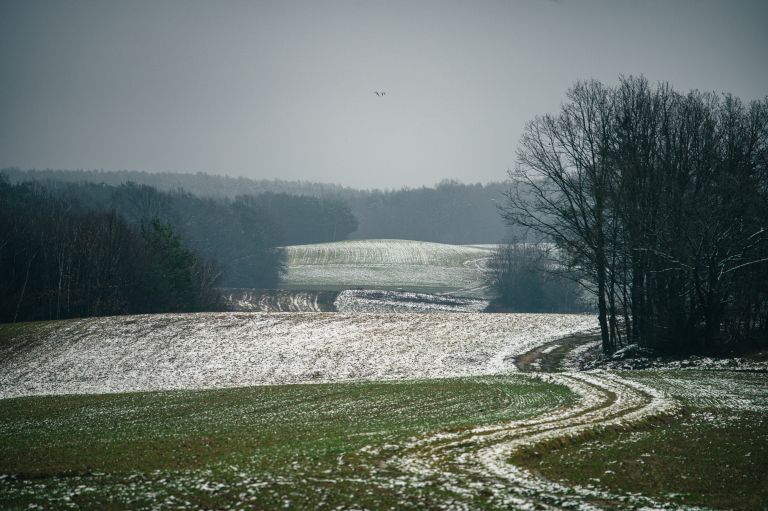 simbolična, sneg, zima, gozd, narava, goričko, drevo, snežinke, led