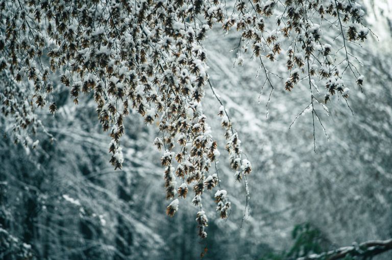 simbolična, sneg, zima, gozd, narava, goričko, drevo, snežinke, led