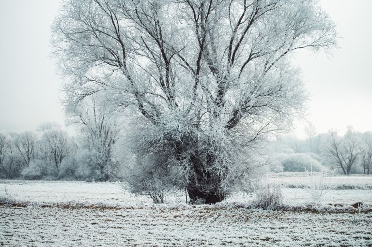 simbolična, zima, zmrzal, sneg, led, narava, drevesa, zmrznjeno-drevo