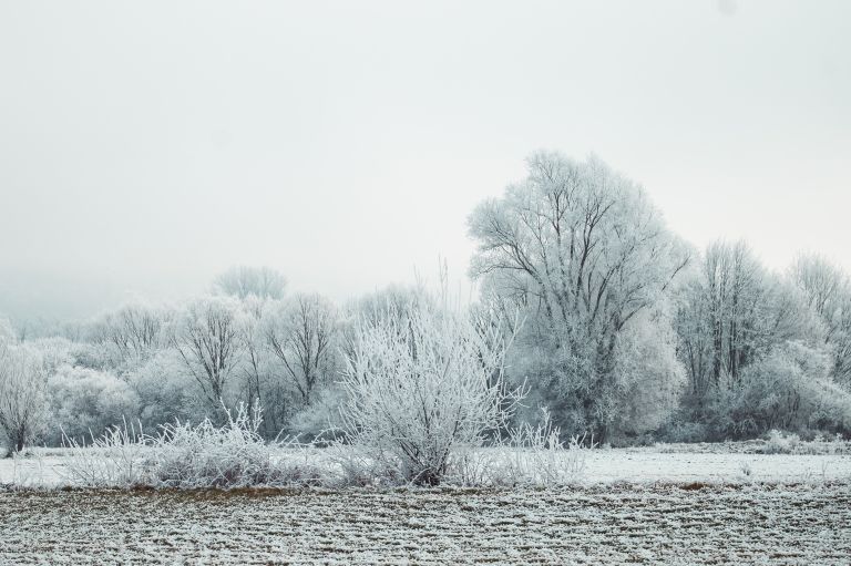 simbolična, zima, zmrzal, sneg, led, narava, drevesa, zmrznjeno-drevo