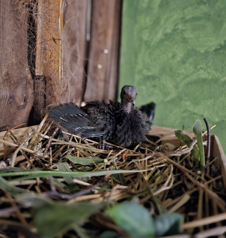 Mladič nikobarskega goloba (7).jpg