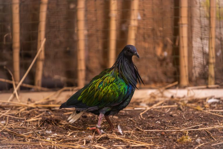 Samec nikobarskega goloba v Tropski hiši-Foto Svit Pintar.jpg