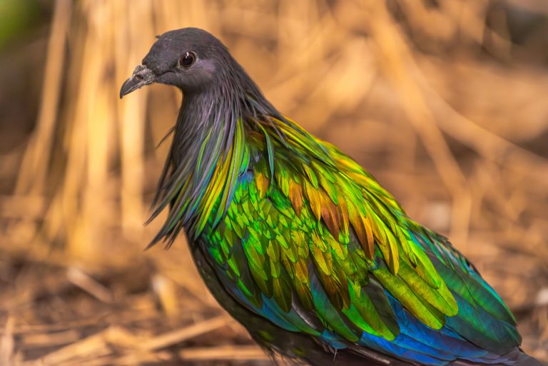 nikobarski-golob, tropska-hisa