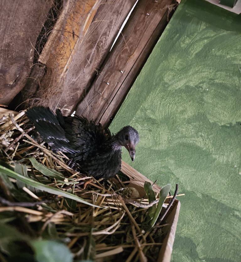 Mladič nikobarskega goloba (4).jpg