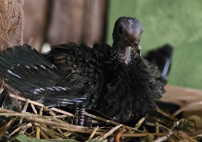 Mladič nikobarskega goloba 1.jpg