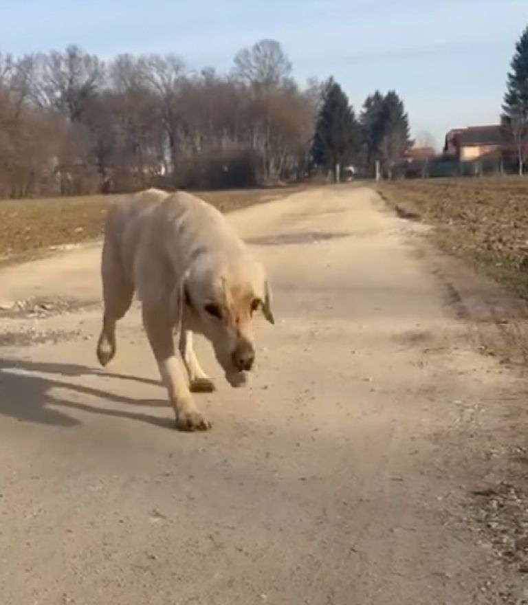 enzo, pes, iskanje pogrešanih živali, k9