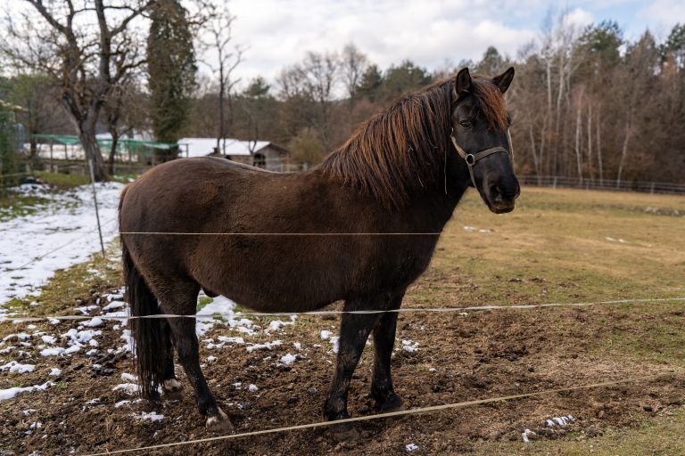 simbolična, konj, konji, poni, živali