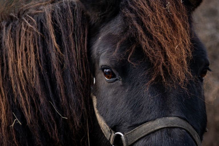 simbolična, konj, konji, poni, živali