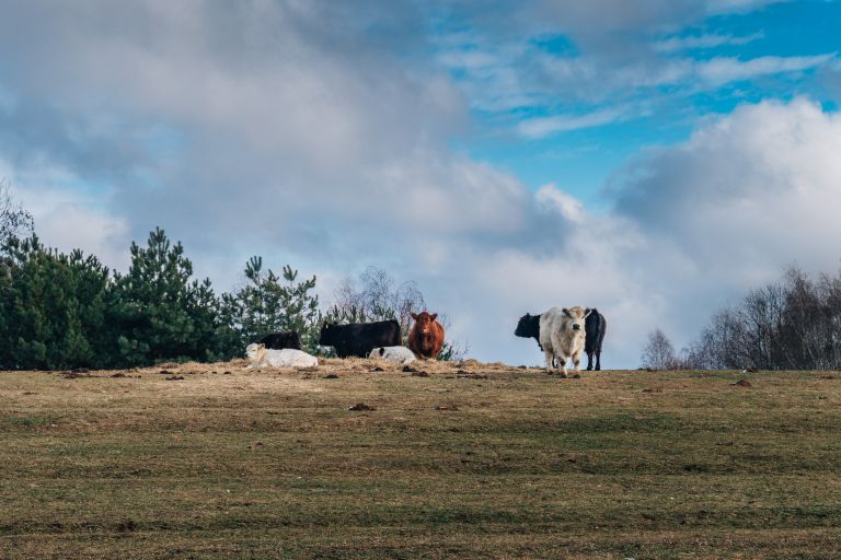 simbolična, krave, krava, goveda, govedo, pašnik, reja-krav, živali