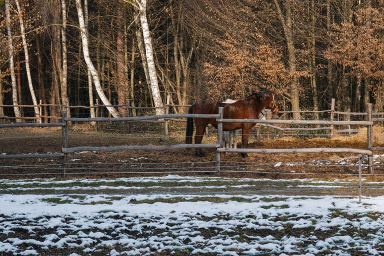 simbolična, konj, konji, poni, živali