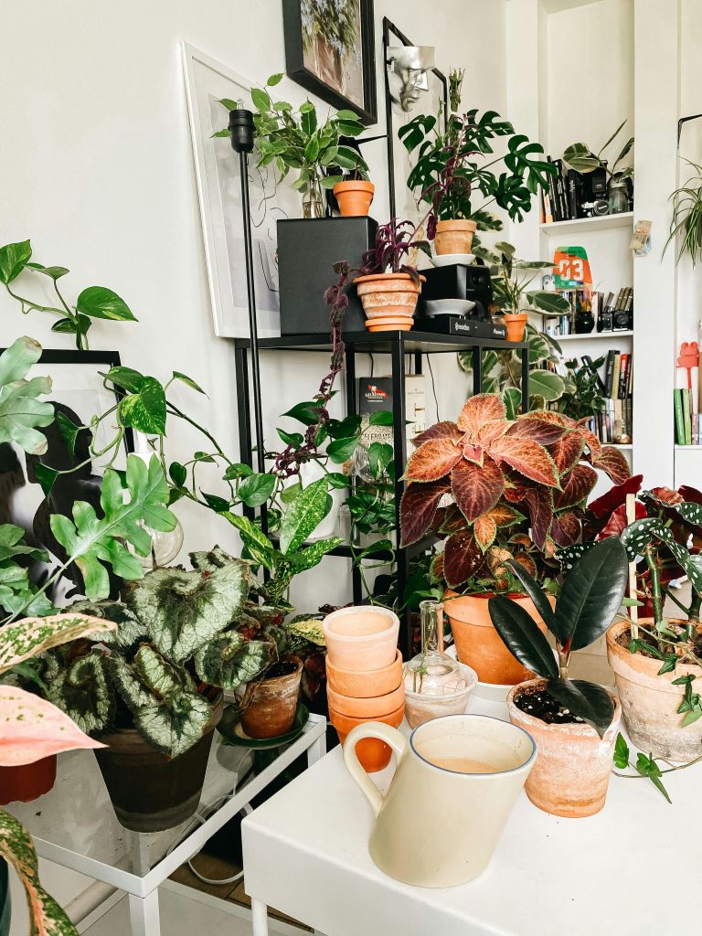 mit o sobnih rastlinah 4