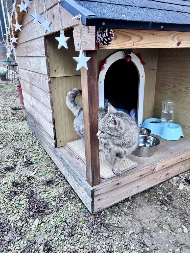 macka, veterinaria, veterinaria-murska-sobota