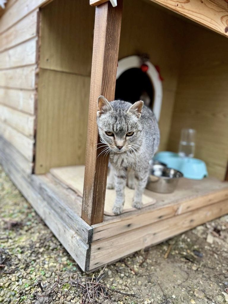 macka, veterinaria, veterinaria-murska-sobota