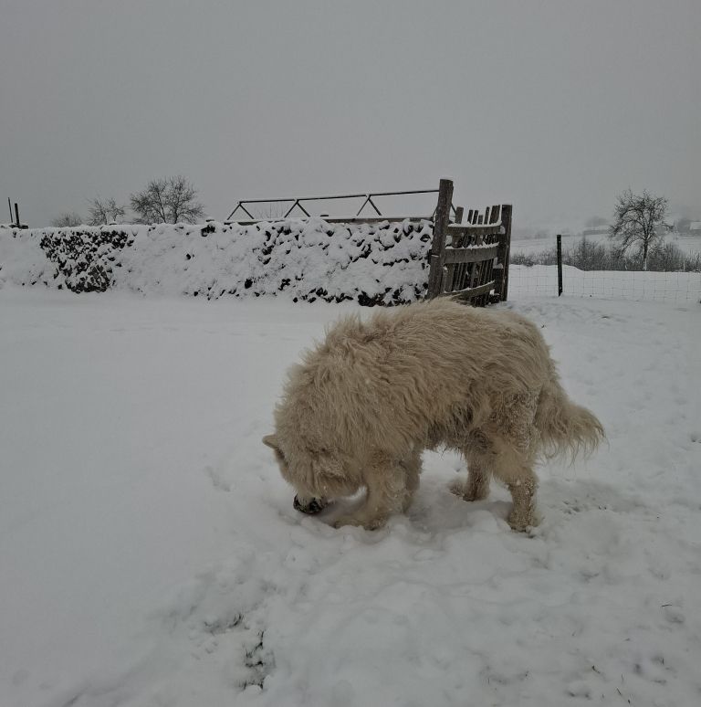 zima, zival, zivali, pes