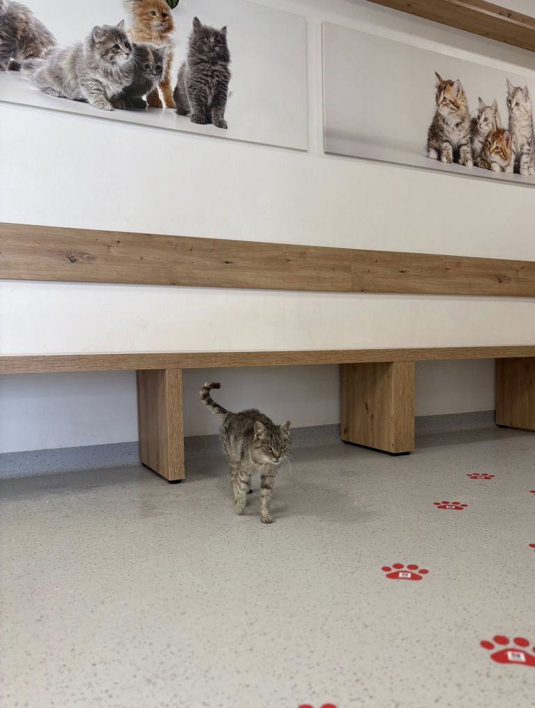 macka, veterinaria, veterinaria-murska-sobota