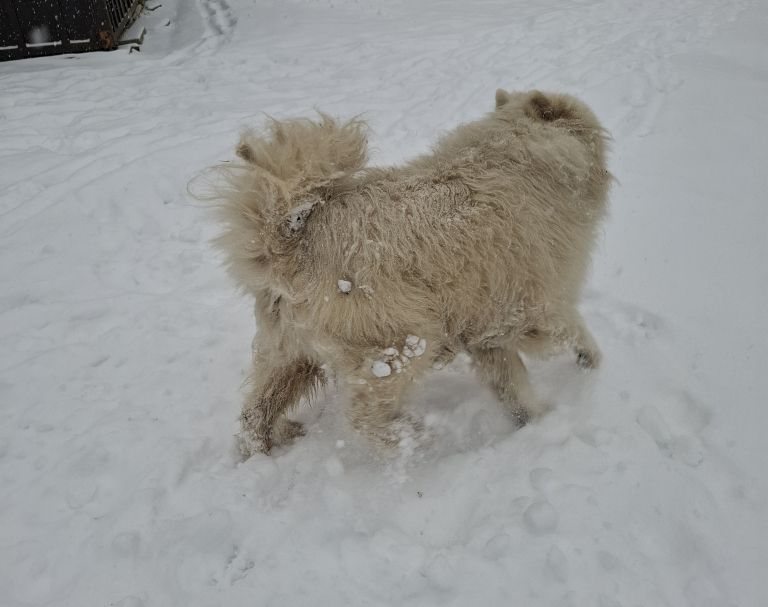 zima, zival, zivali, pes