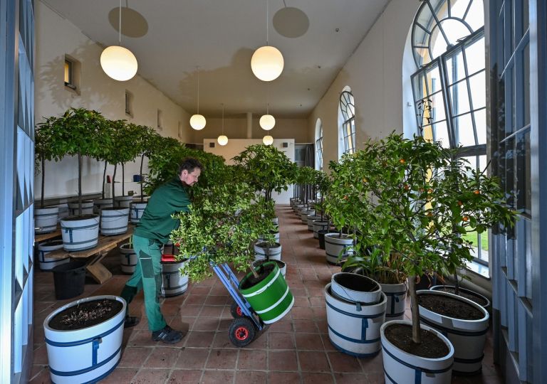 prezimovanje rastlin 3