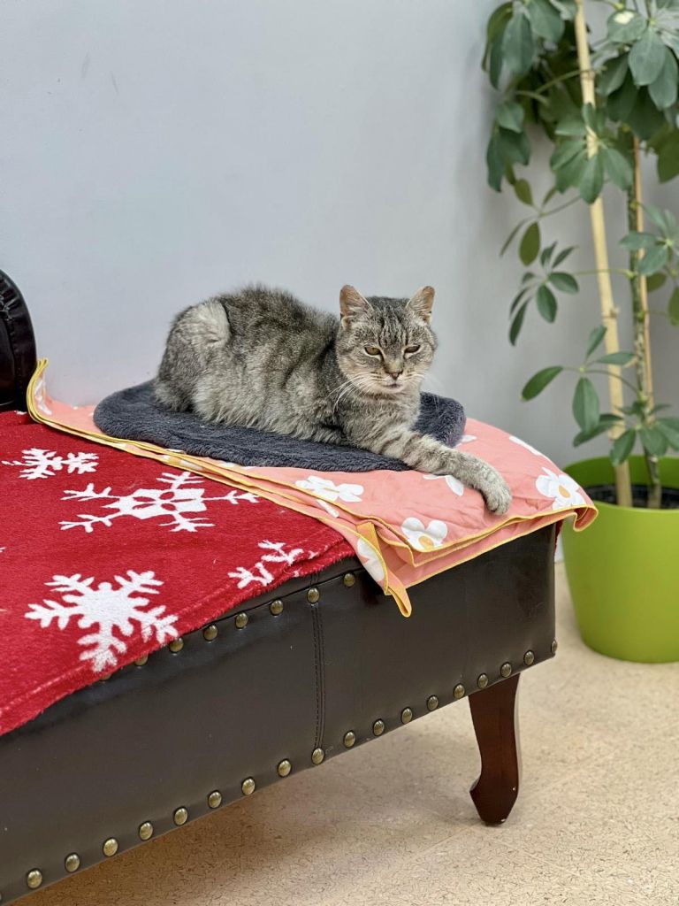 veterinaria, murska-sobota, macka