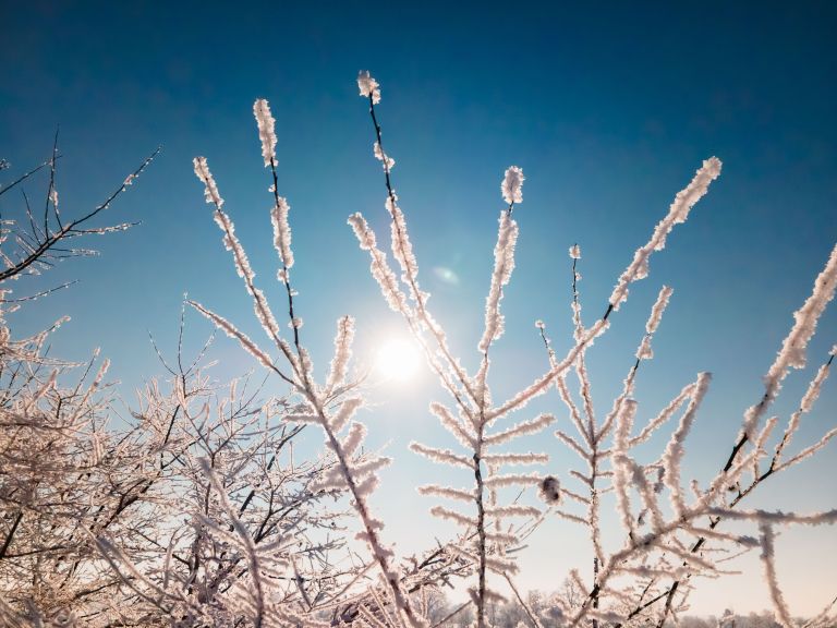 simbolična, zima, sneg, dron, gozd, narava, drevesa, zmrzal, sren