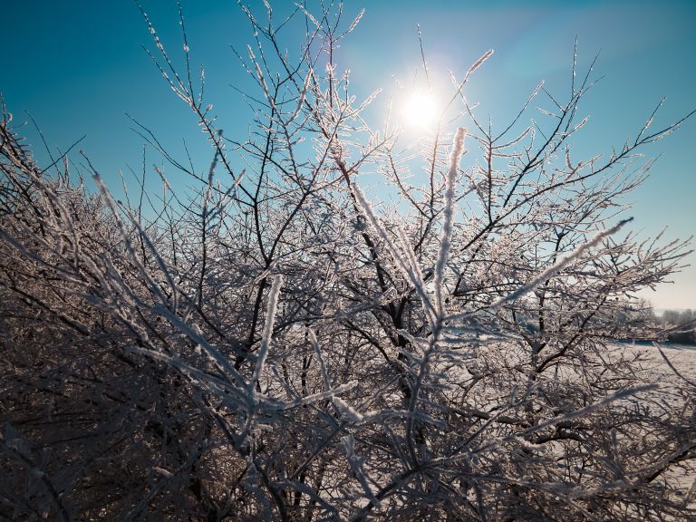 simbolična, zima, sneg, dron, gozd, narava, drevesa, zmrzal, sren
