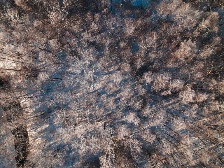 simbolična, zima, sneg, dron, gozd, narava, drevesa