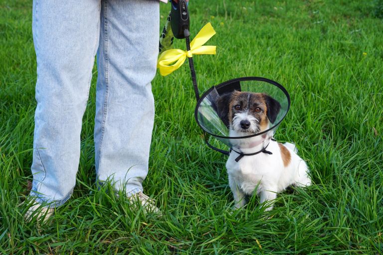 zivali pri veterinarju.jpg