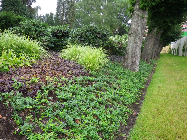 zasaditev trajnic 10