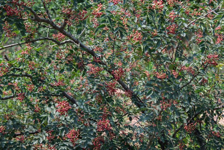 Zanthoxylum simulans