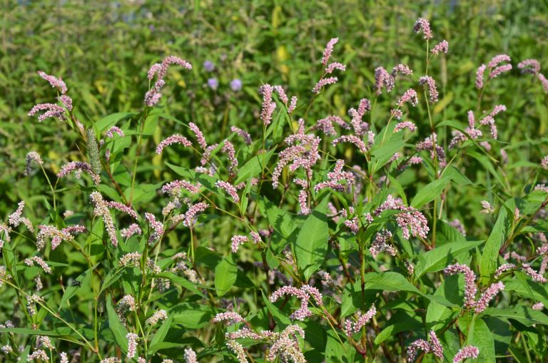 Japonski vodni poper