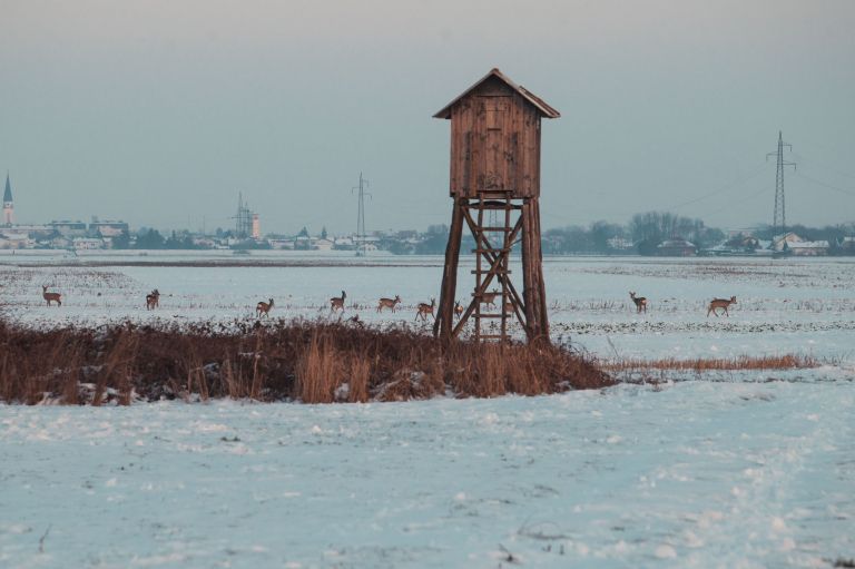 simbolična, srna, srne, divjad, živali, divjačina, srnjad, lovska-preža