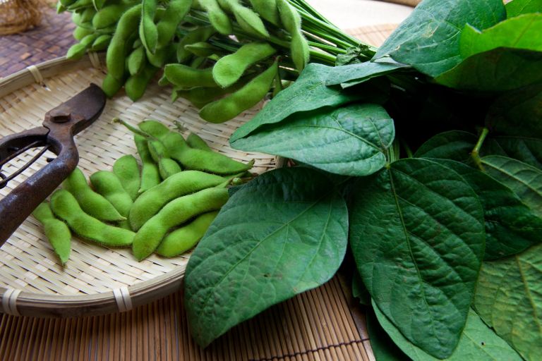 Edamame 8
