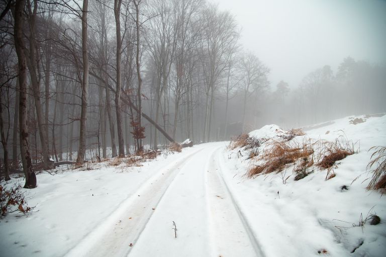 simbolična, zima, sneg, gozd, iglavci, iglavec, zmrzal, sren