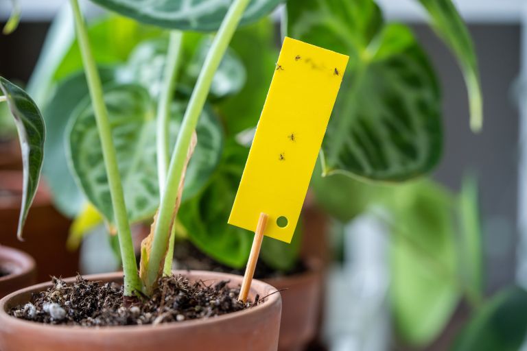 sobne-rastline, mrtvaske-musice