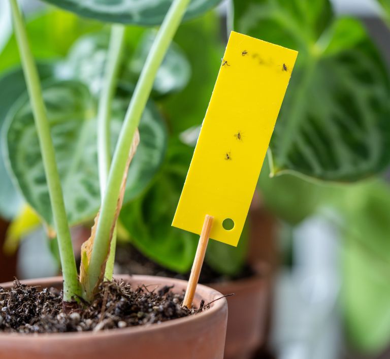 sobne-rastline, mrtvaske-musice