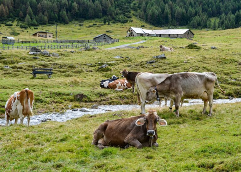 krave-cows-7880154.jpg