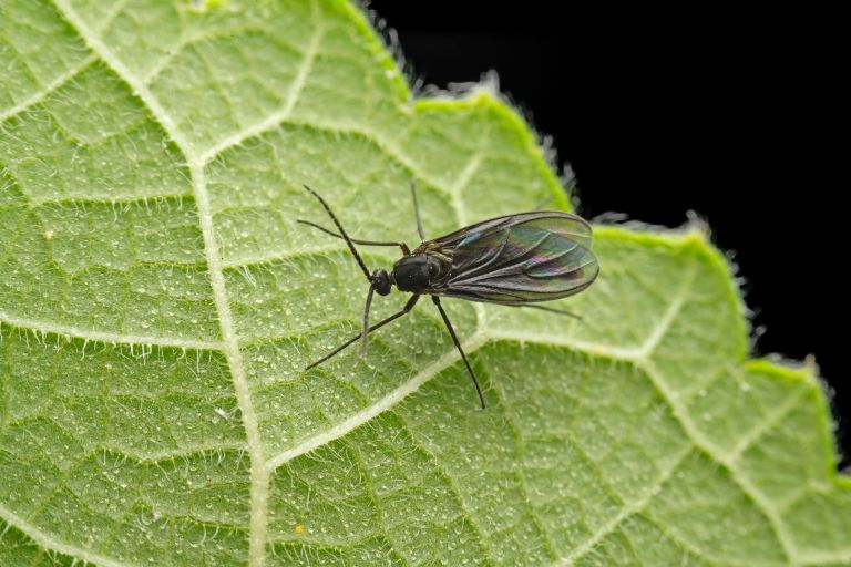 sobne-rastline-skodljivci