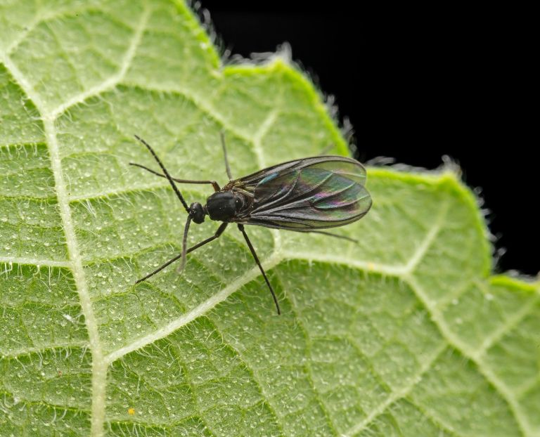 sobne-rastline-skodljivci