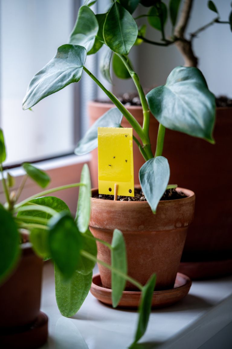 sobne-rastline-skodljivci