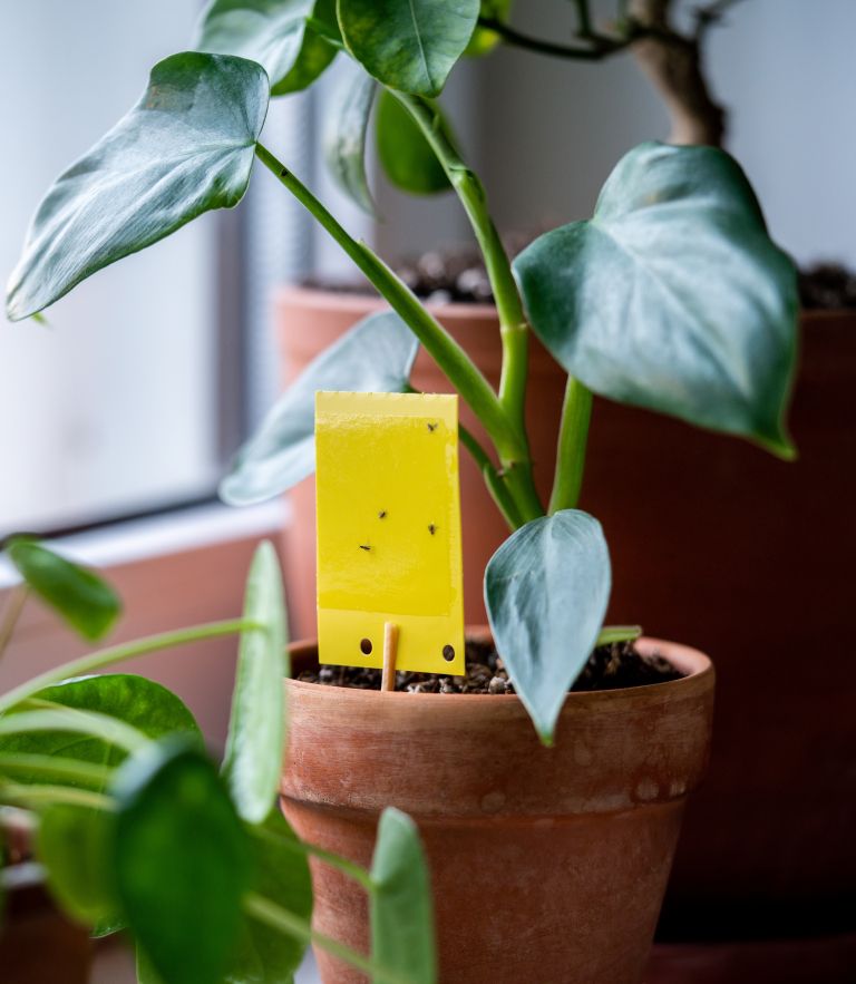 sobne-rastline-skodljivci