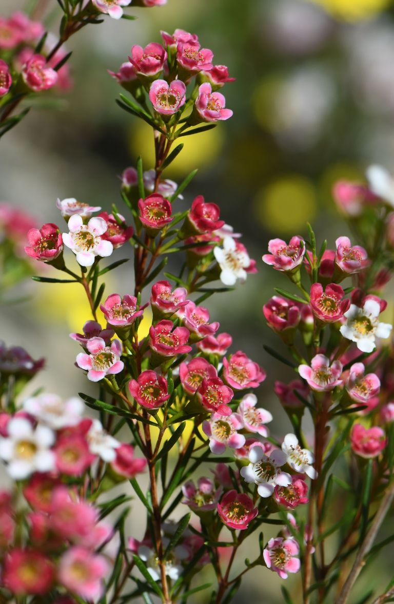 Sorta 'My Sweet Sixteen'