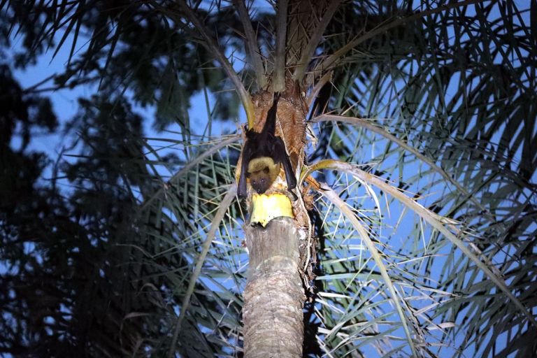 virus nipah4.jpg