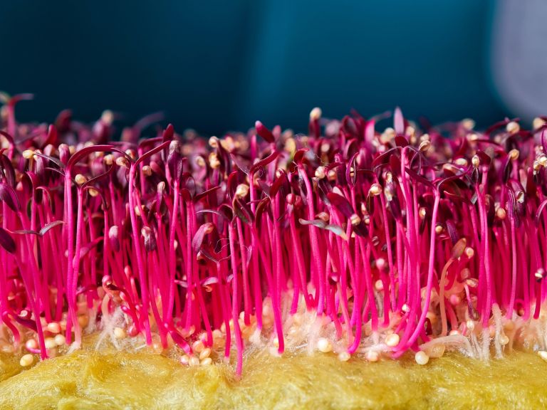 Mikrozelenje amaranta