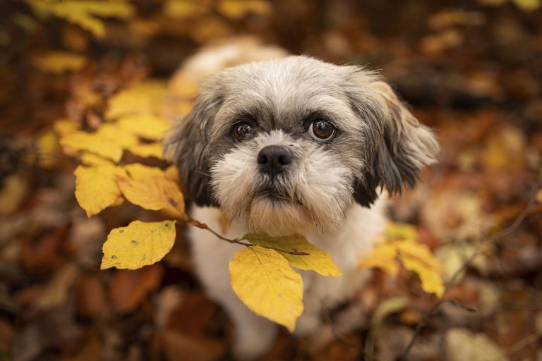 pes, Shih tzu