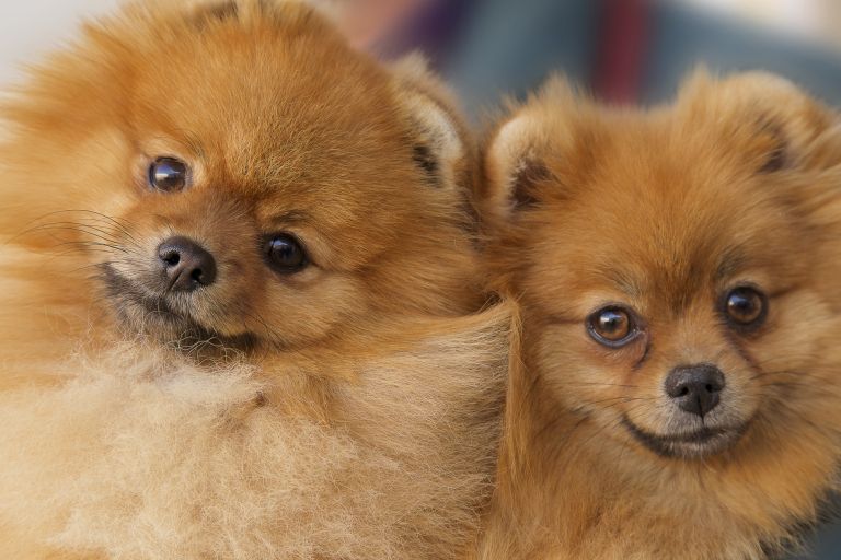 Pomeranec, pomeranski špic, pes