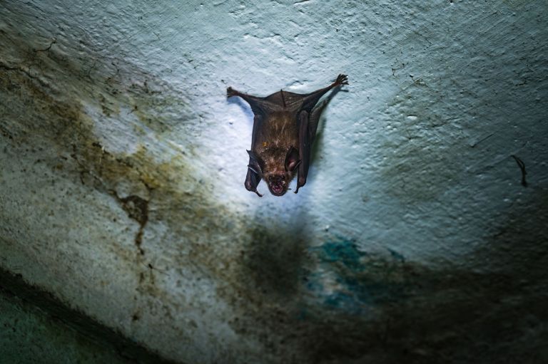 virus nipah5.jpg